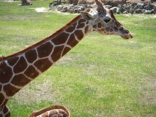 Jacksonville Zoo & Gardens-杰克逊维尔必去景点