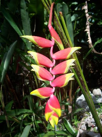 Andromeda Botanic Gardens-Bathsheba必去景点