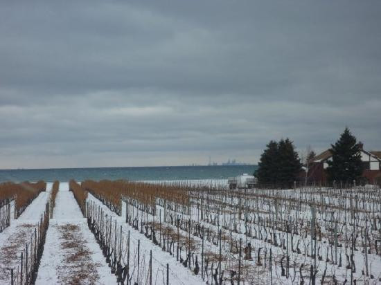 Niagara Vintage Wine Tours-滨湖尼亚加拉必去景点