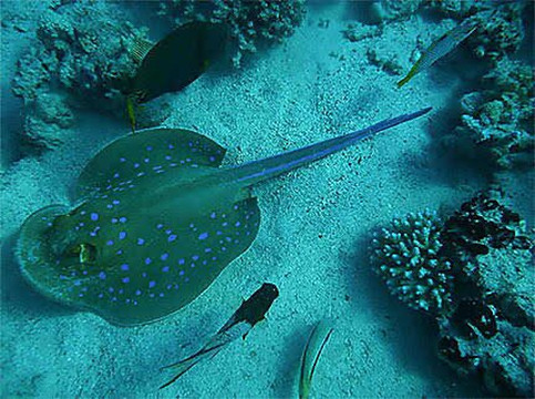 Sun Pyramids Multi-Day Tours-沙姆沙伊赫必去景点