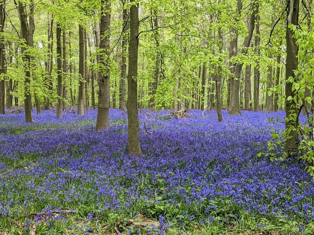 National Trust - Ashridge Estate-Berkhamsted必去景点