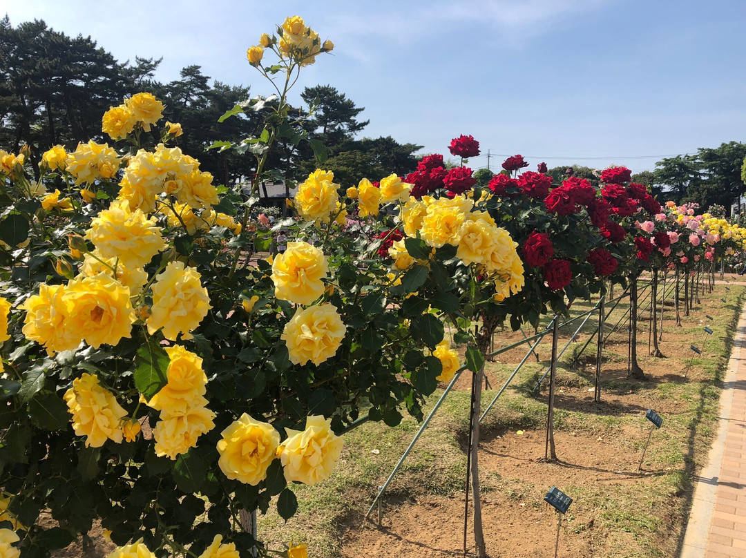 Shikishima Park-前桥县必去景点