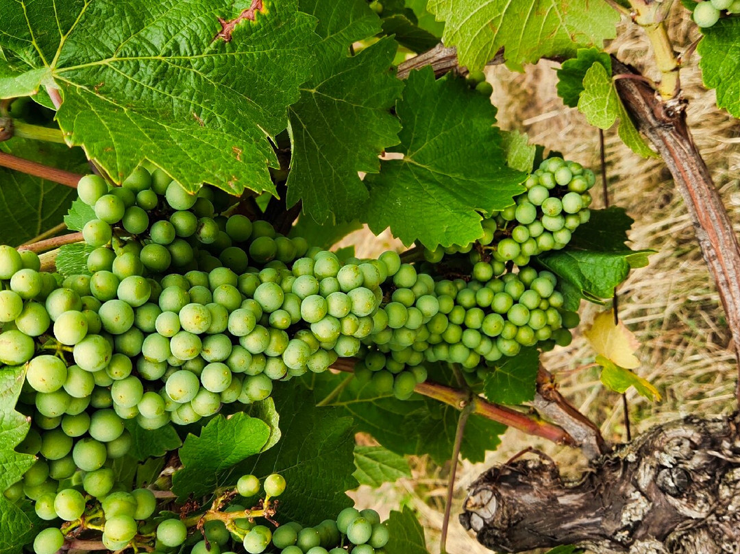 Les Chambres Du Domaine主图