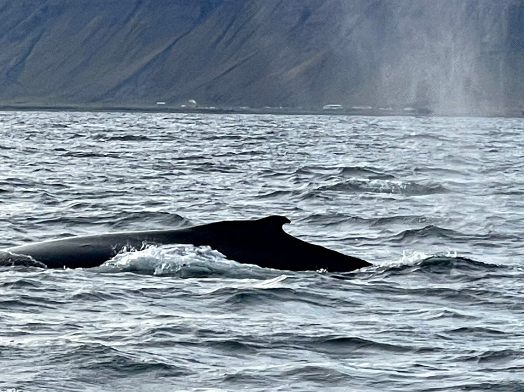 Westfjords Tourist Information-伊萨菲厄泽必去景点