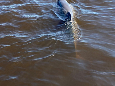 Everglades Florida Adventures-大沼泽地必去景点