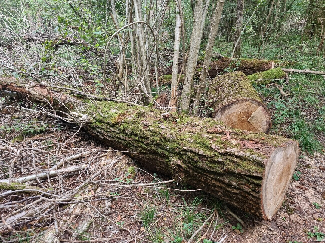 Riserva Naturale Vincheto di Celarda景点图片