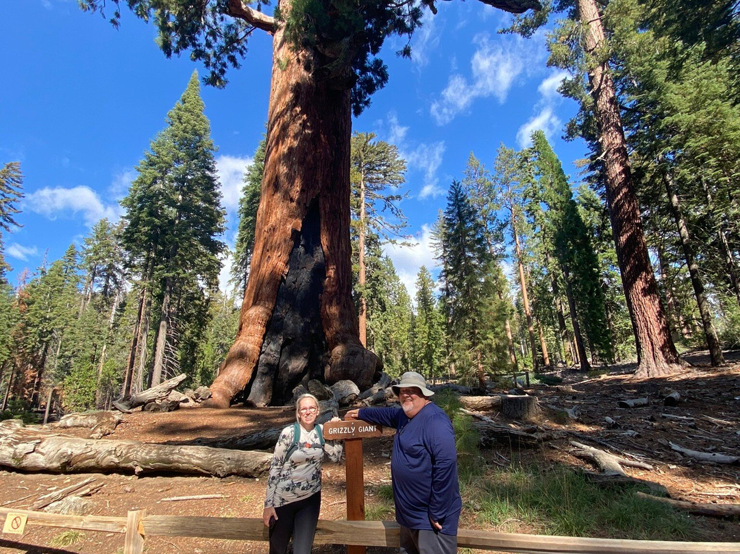 Grizzly Giant Tree-优胜美地国家公园必去景点