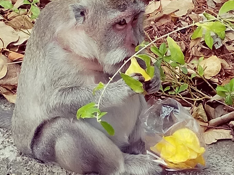 Pratama Bali Tour-沙努尔必去景点