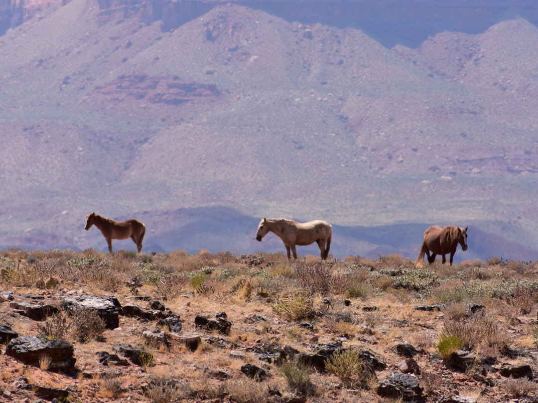 Vermillion Cliffs Scenic Highway-大理石峡谷必去景点