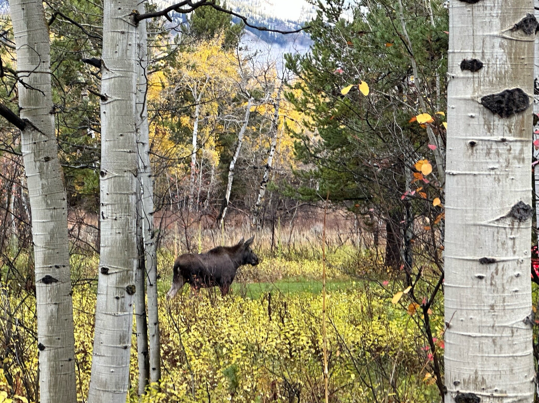 Wildflower Lodge at Jackson Hole主图