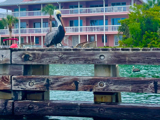 Coastal Conch Charters-西耶斯塔岛必去景点