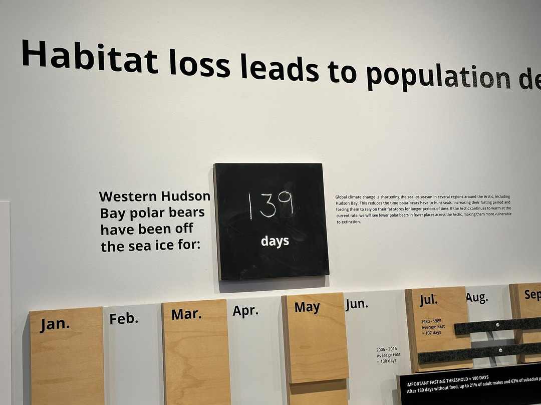 Polar Bears International-丘吉尔必去景点