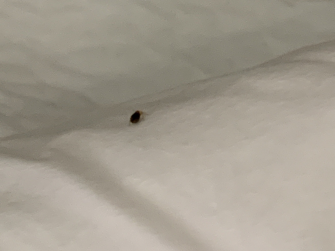 The English Inn of Charlottesville主图