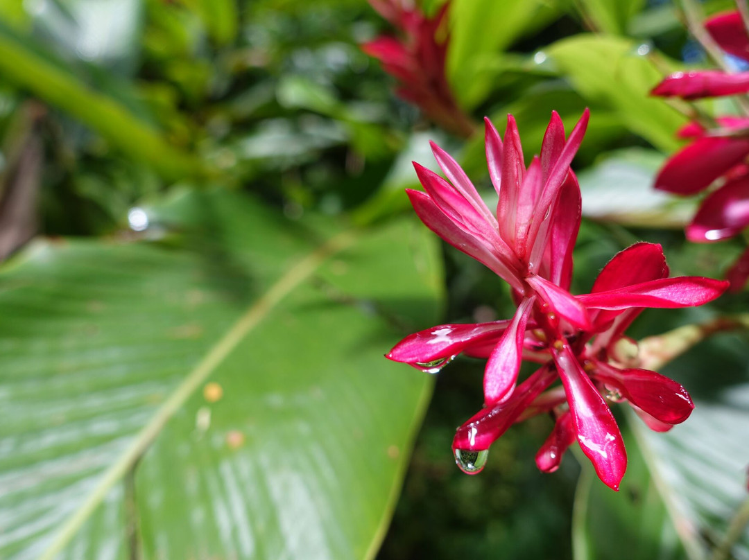 Excursion Ocho Rios Day Tours-奥乔里奥斯必去景点