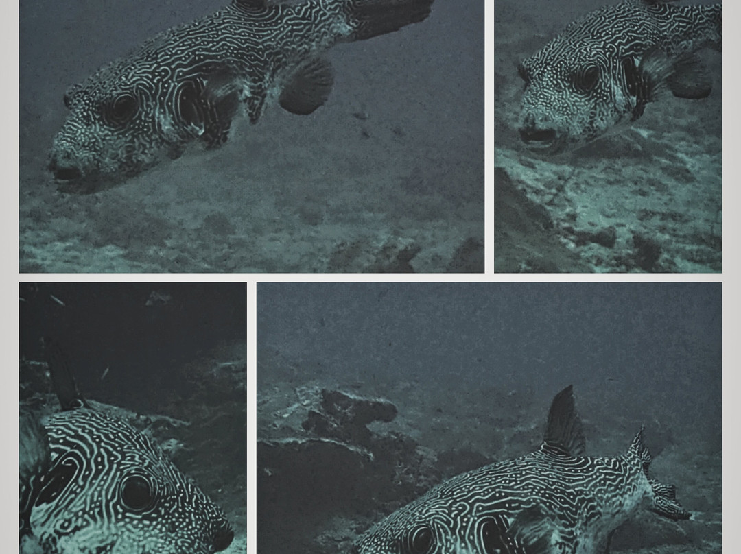 Diving Centers Werner Lau-曼德芙岛必去景点