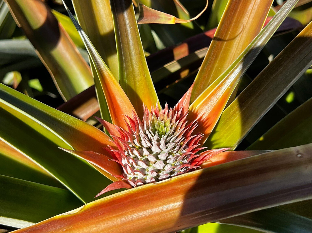 Maui Pineapple Tour-马卡瓦必去景点