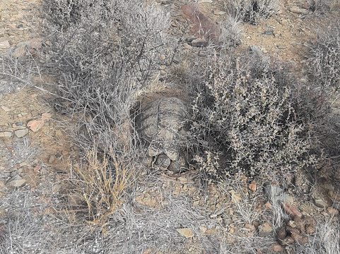 Roam Private Game Reserve主图