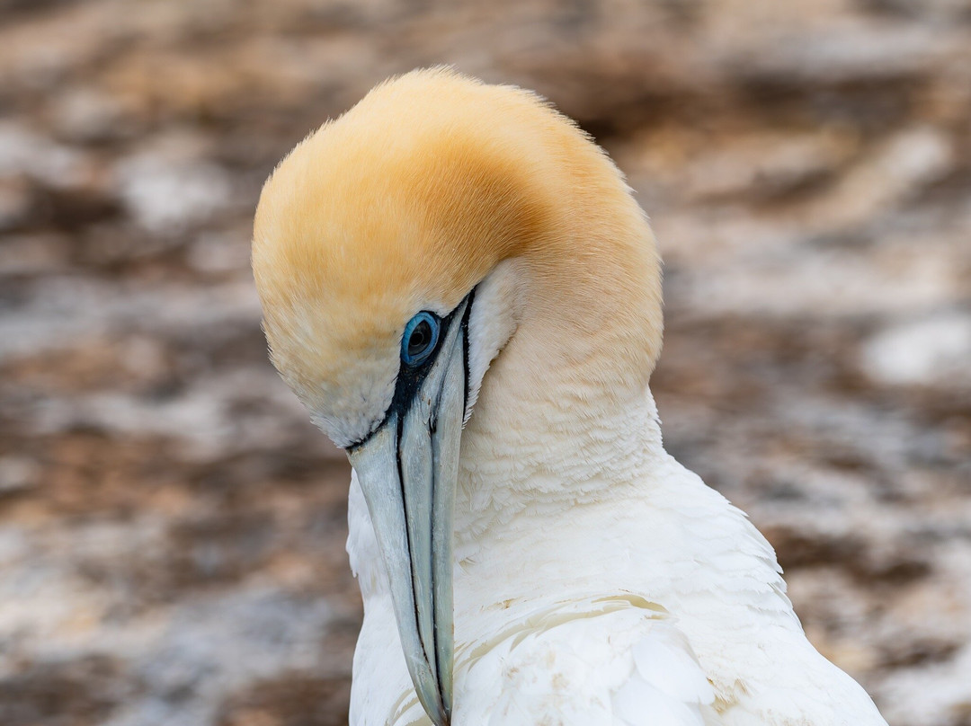 Gannet Safaris Overland-Te Awanga必去景点