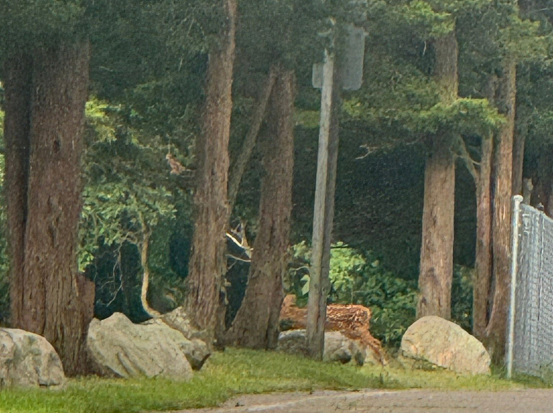 Wildwood State Park景点图片