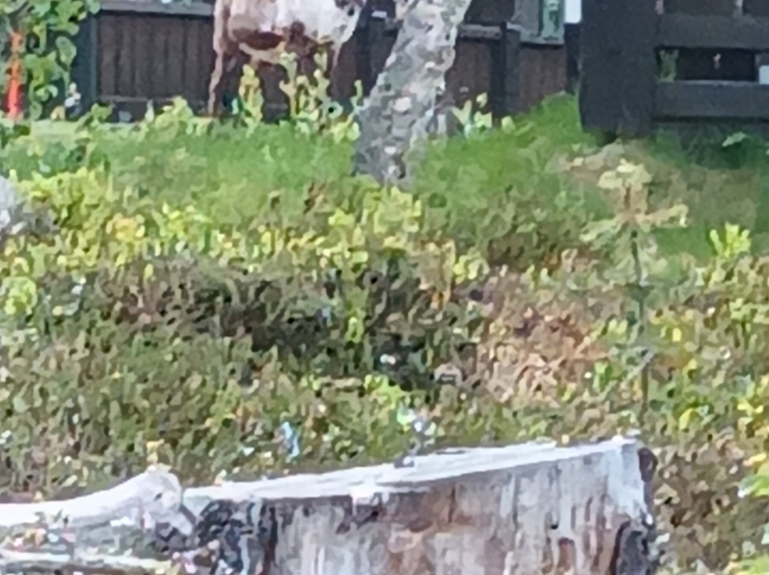 Lofsdalsfjallen Camping