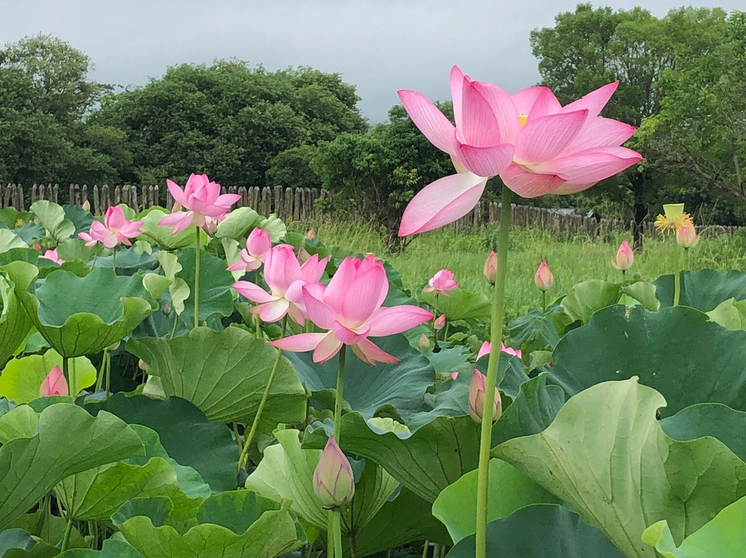 Yoshinogari Historical Park-吉野里町必去景点