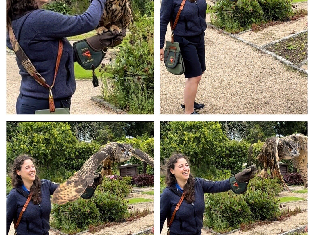 Jersey Falconry景点图片