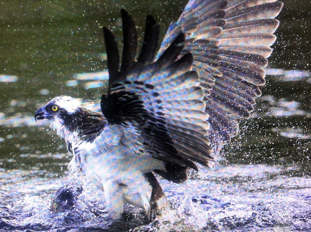 Trossachs Osprey Hide景点图片