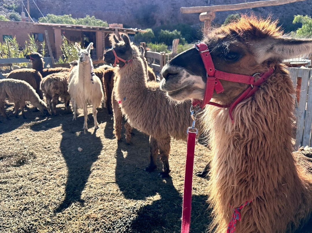 Caravana de Llamas景点图片