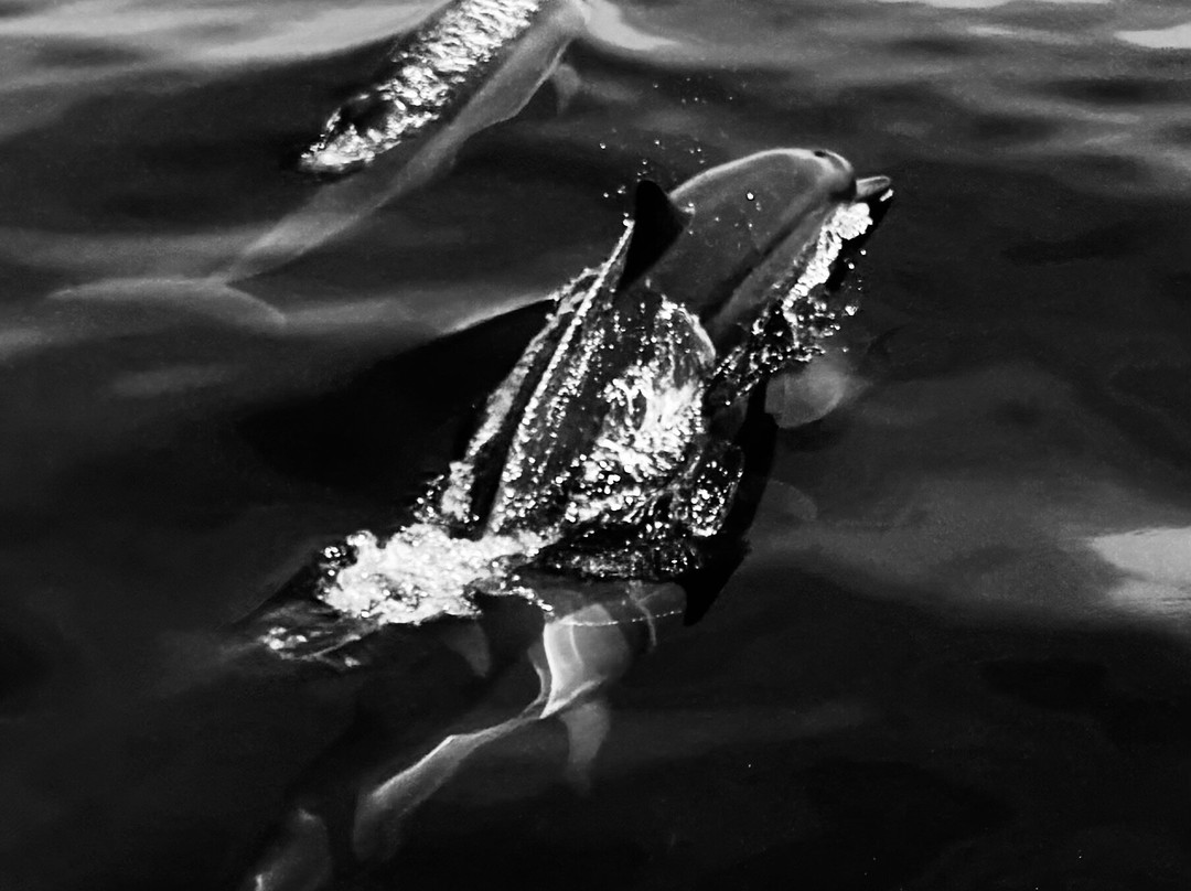 Azalea Cruise-马累必去景点