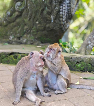 Ima Bali Tours-登巴萨必去景点