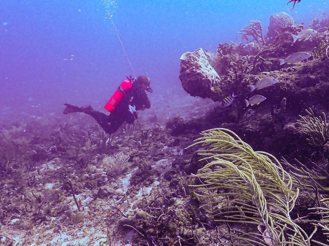 Starfish Scuba-博因顿海滩必去景点