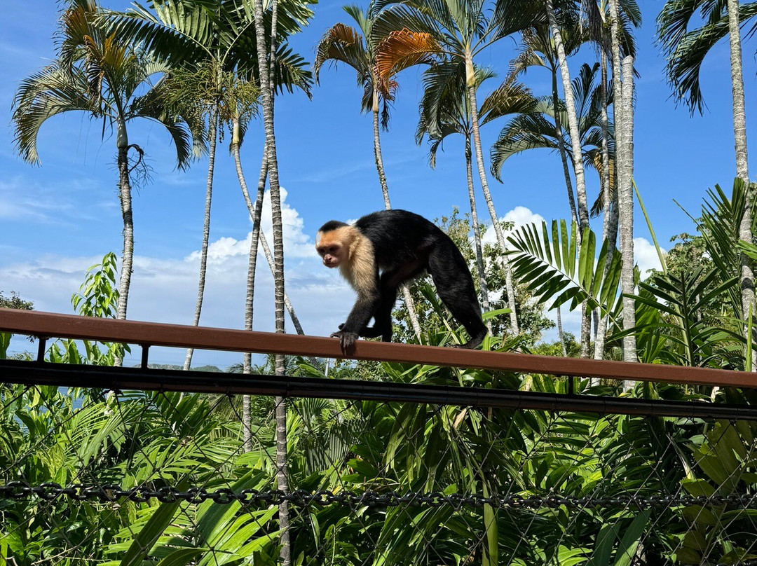 Costa Verde Inn主图