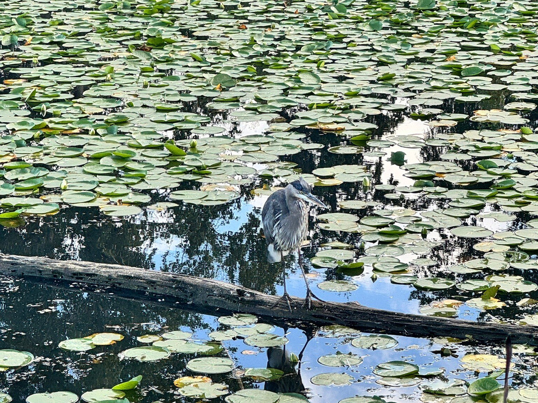 Juanita Beach Park-柯克兰必去景点