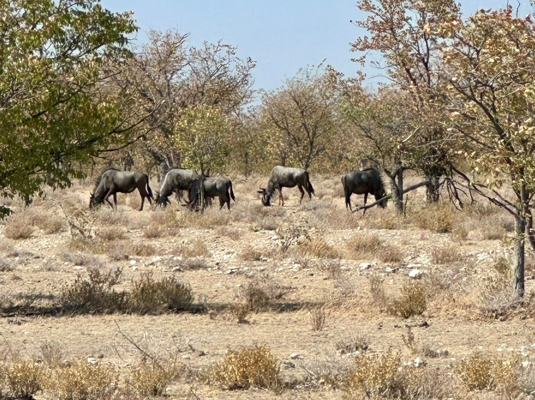People Tours and Safari cc-苏丝斯黎必去景点
