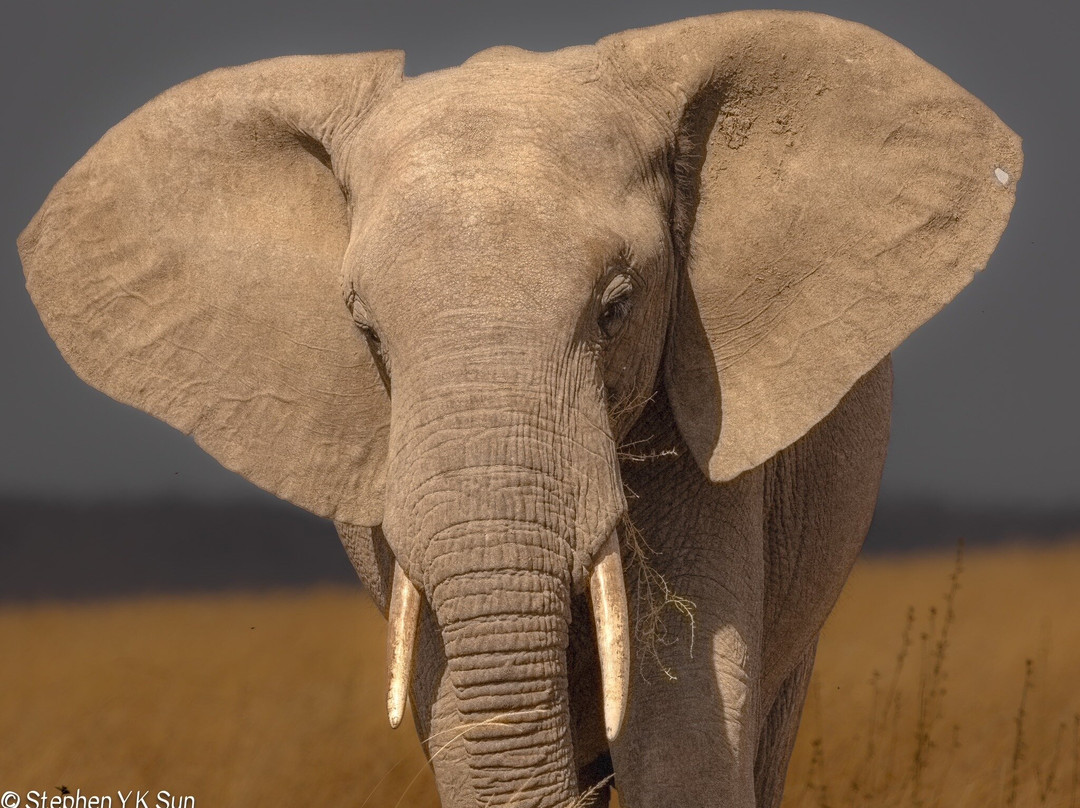 Migration at Serengeti National Park-塞伦盖蒂国家公园必去景点