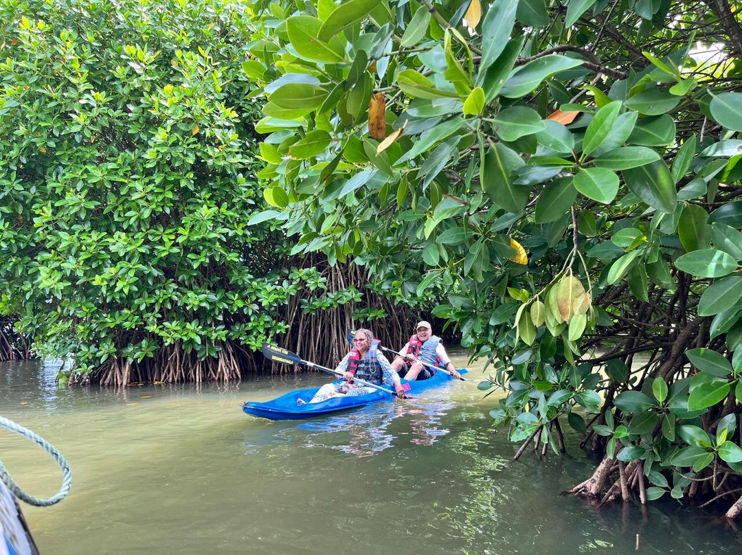 Mangrove vibes景点图片