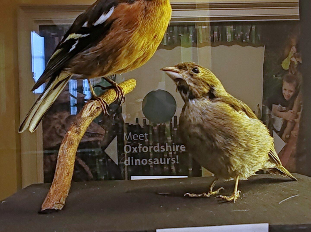 The Oxfordshire Museum景点图片