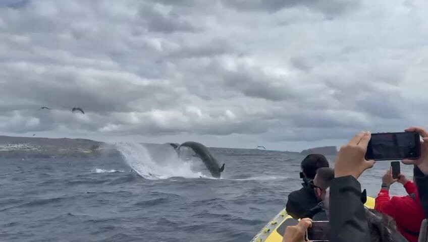 Water4fun - Whale Watching Terceira island-亚速尔群岛英雄港中心区必去景点