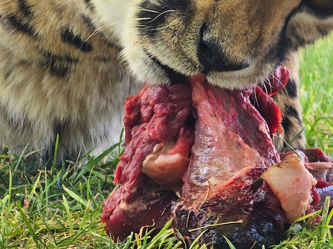 Otjitotongwe Cheetah Park-Kamanjab必去景点