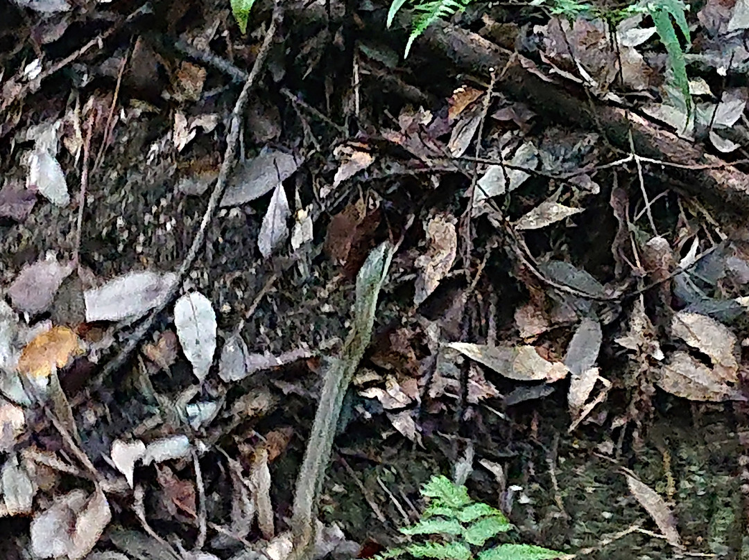 Botanical Gardens Faculty of Science Osaka City University-交野市必去景点