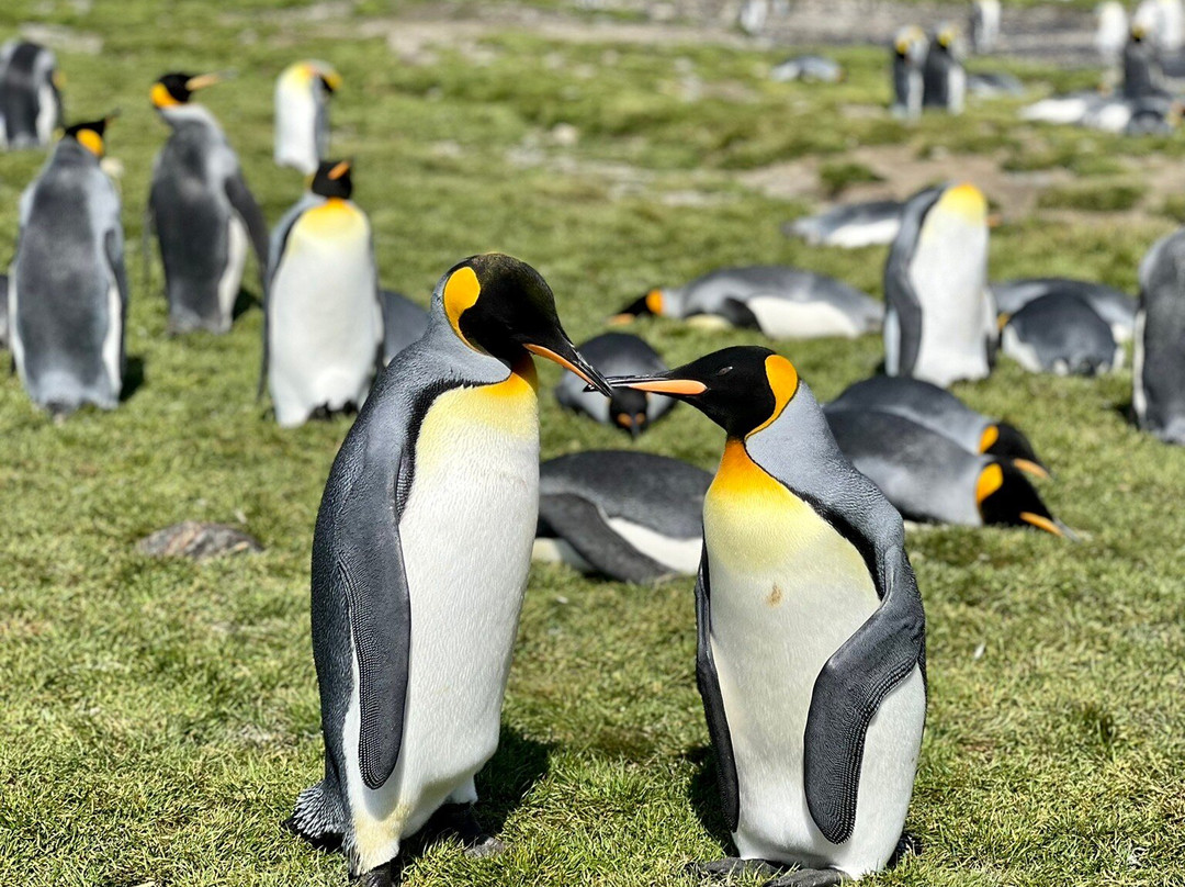 South Georgia Museum-Grytviken必去景点