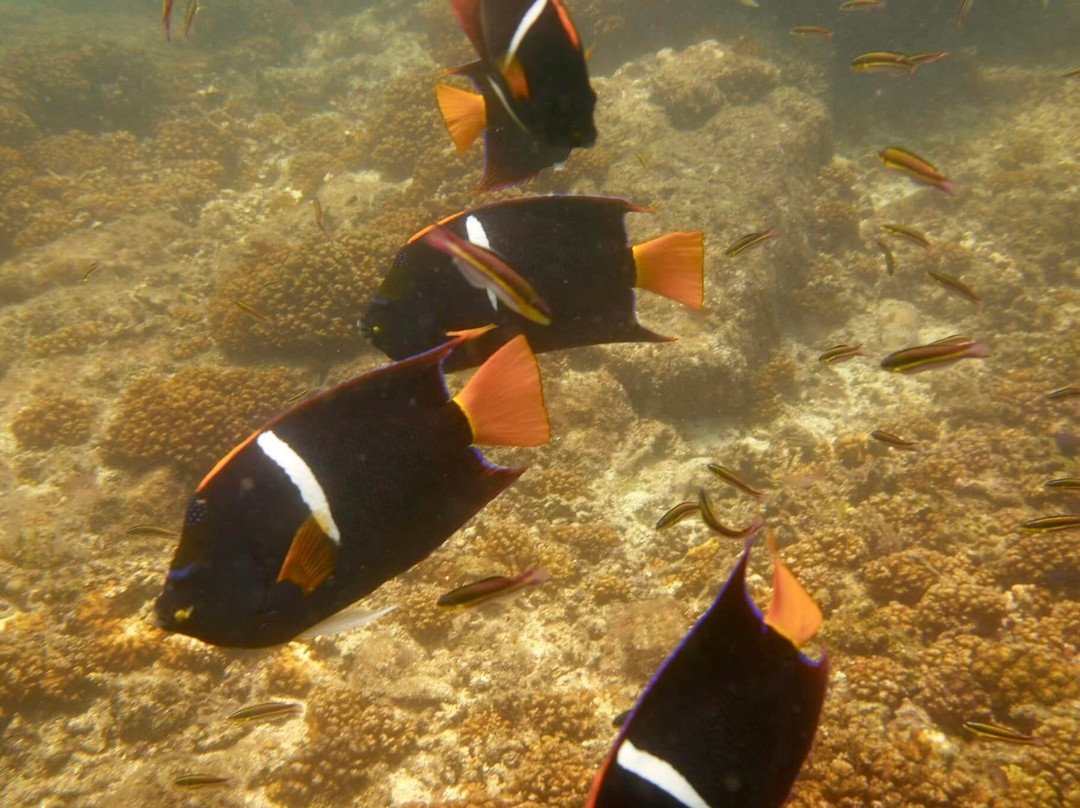 Buceo Carey-拉巴斯必去景点