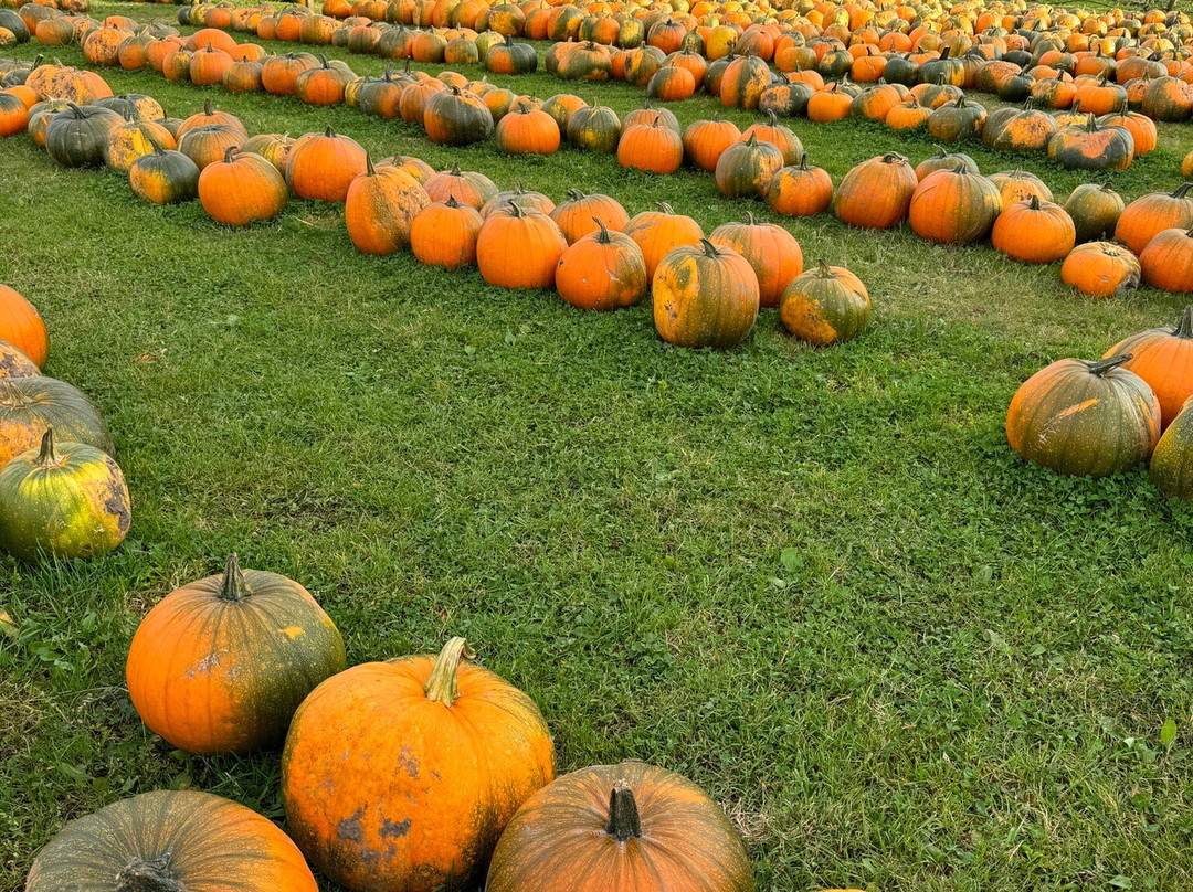 Charleton Fruit Farm-Montrose必去景点