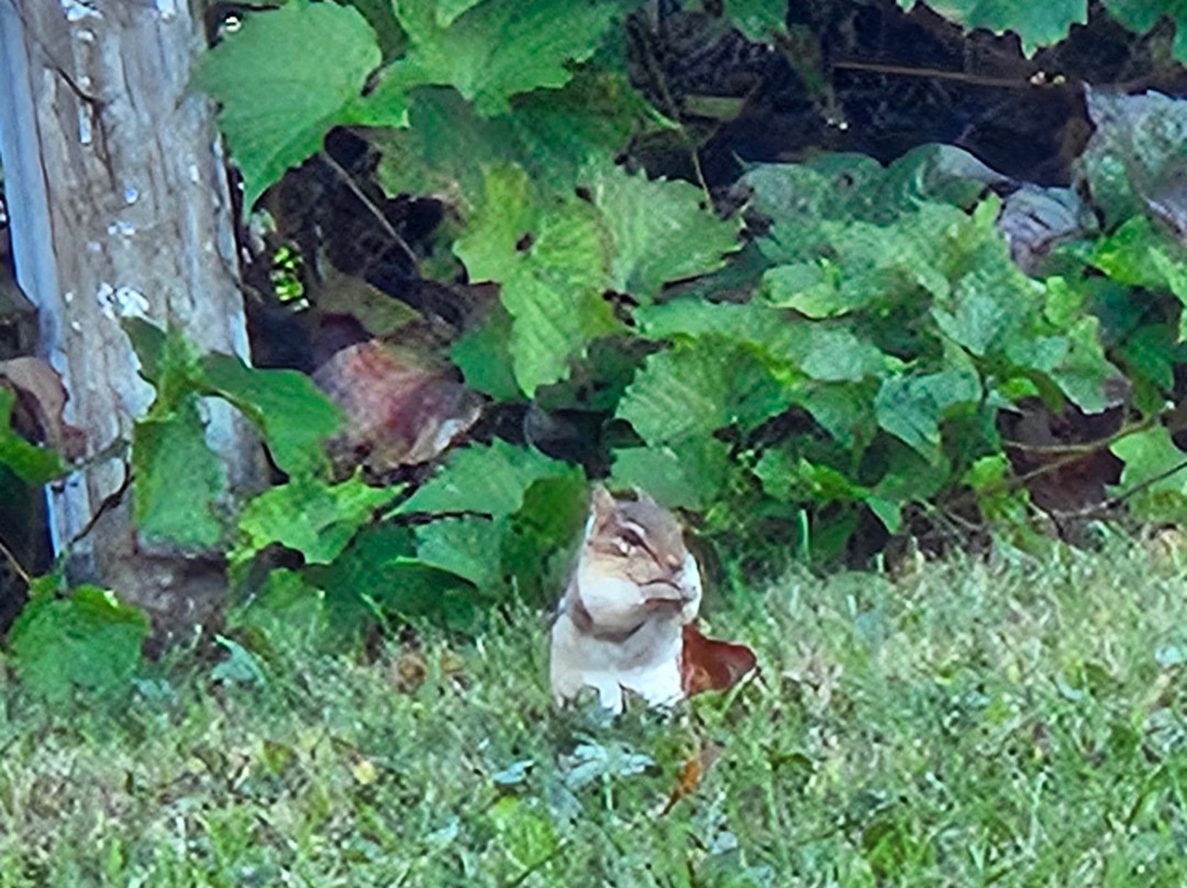 Fair Wind Motel & Cottages主图