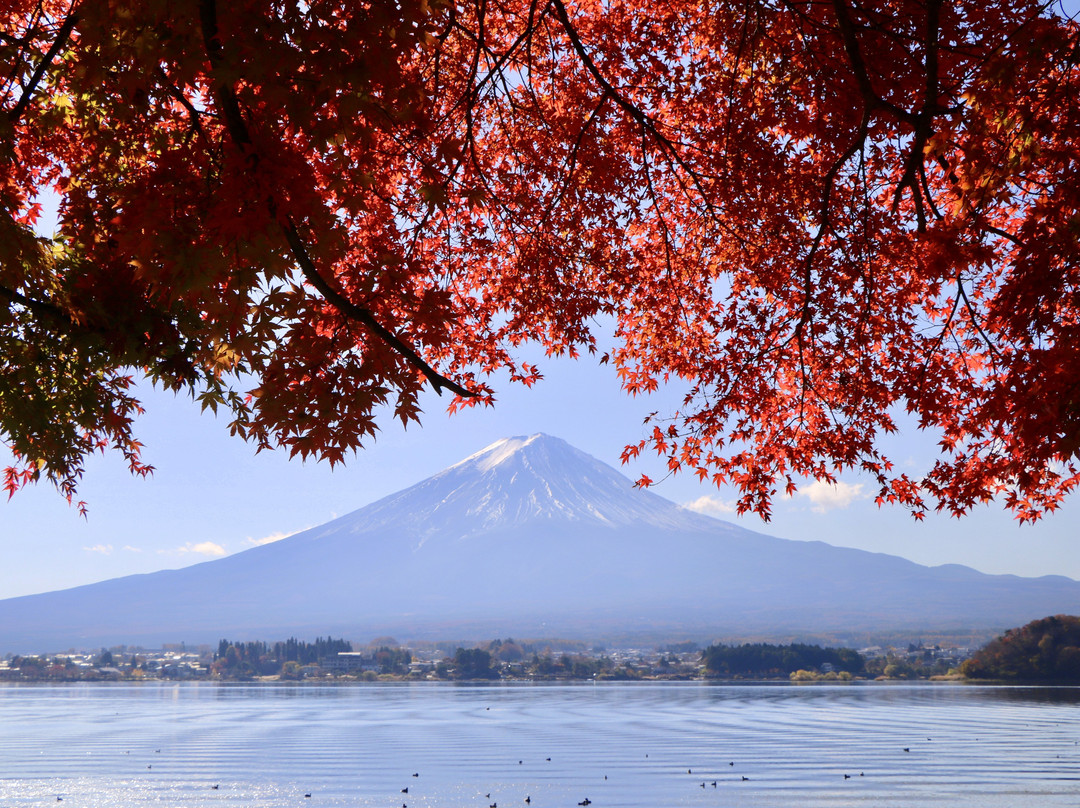 Fuji Lake Kawaguchi Koyo Festival景点图片