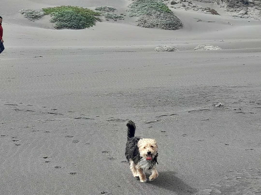 La Gaviota De Boyeruca