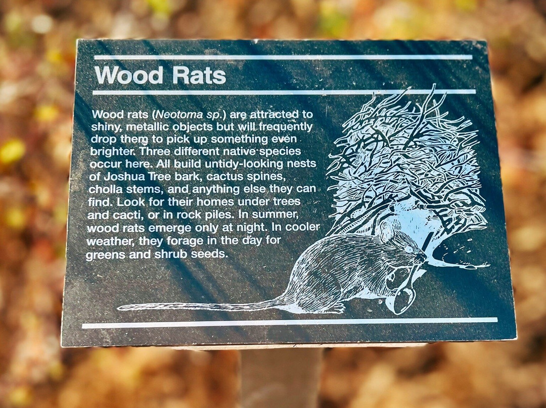 Skull Rock-约书亚树国家公园必去景点