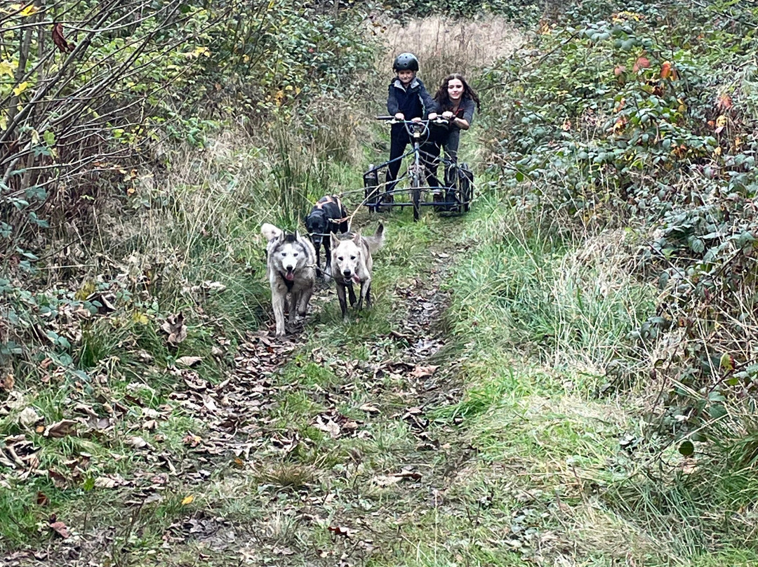 UK9 Dogs Sports Centre景点图片