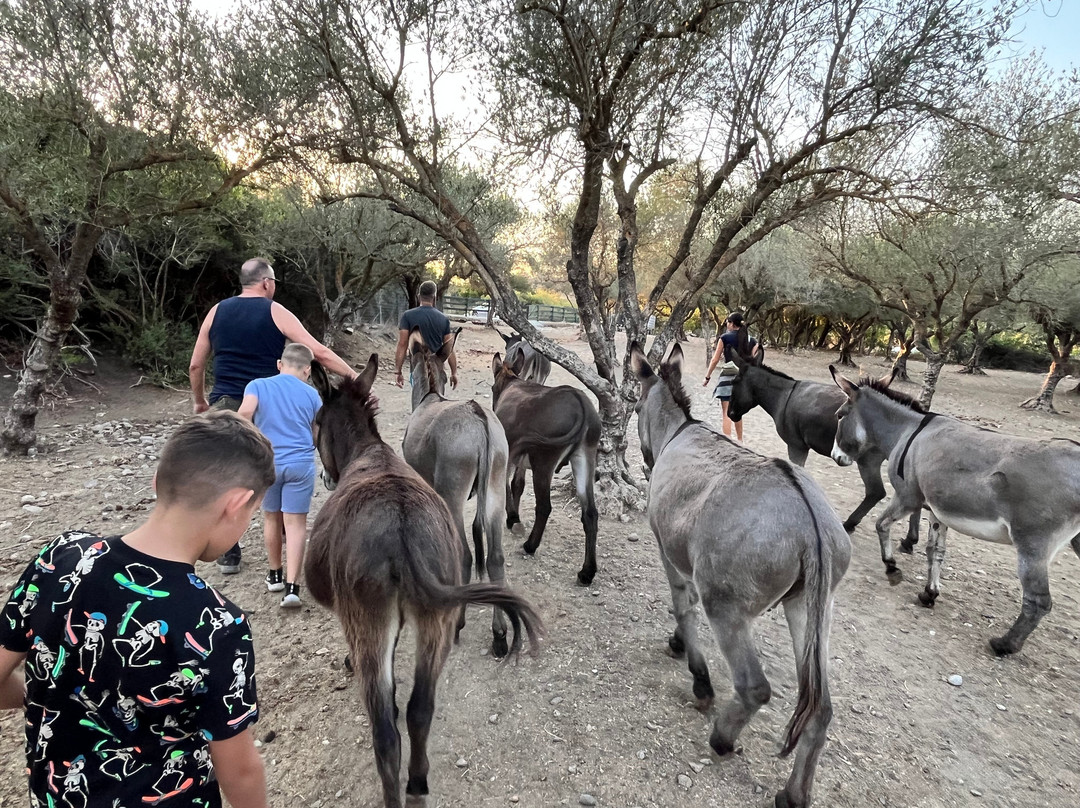 Donkey Cruise-Asklipiio必去景点
