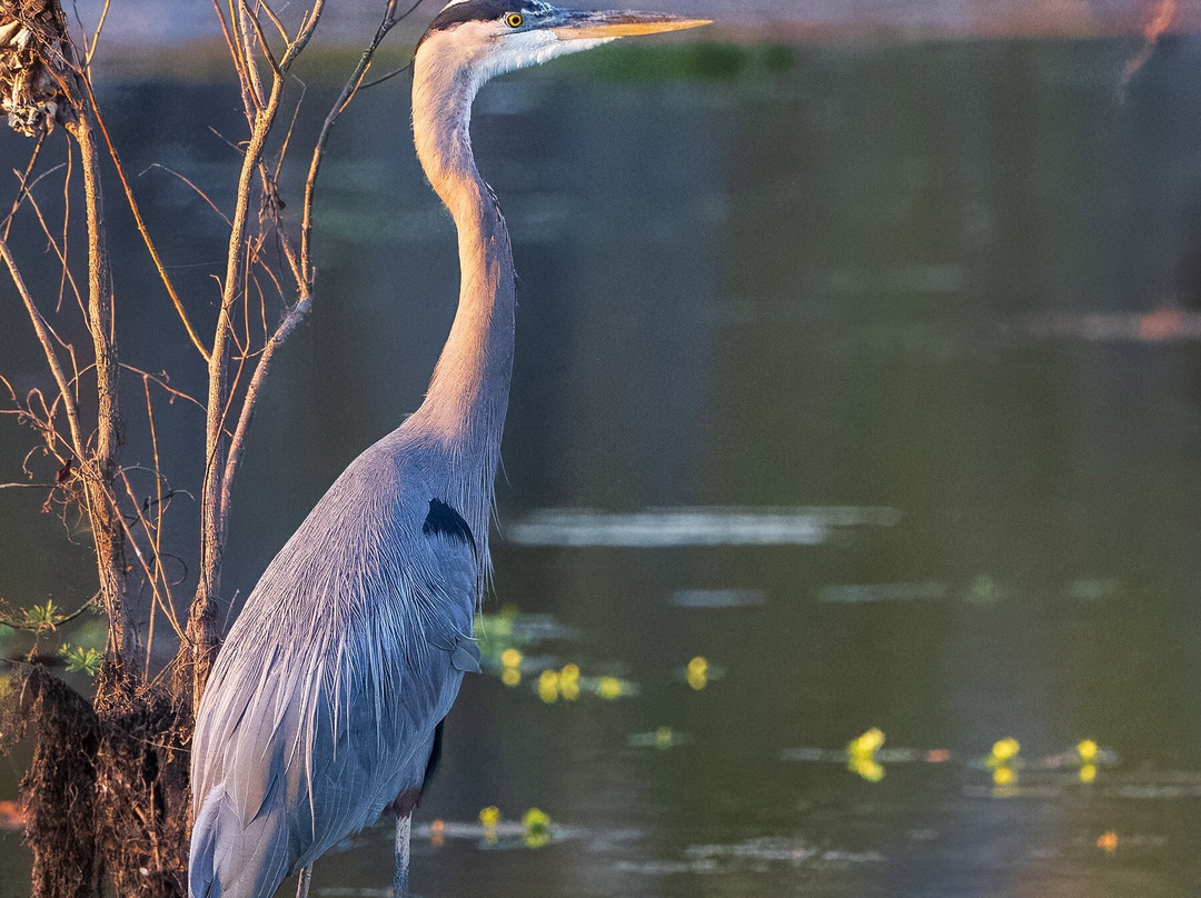 Caddo Lake Bayou Tours-Uncertain必去景点